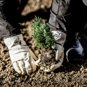 1403BV_Baum_quer_3
